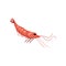 Flat vector icon of fresh shrimp. Prawn with pink shell and long claws. Gourmet seafood