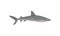 Flat vector icon of gray shark. Predatory fish with big fin on back. Marine fauna. Sea and ocean life theme