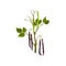 Flat vector icon of green kidney bean. Flowering leguminous plant with long pods. Agricultural crop