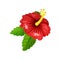 Flat vector icon of hibiscus with bright red petals and green leaves. Beautiful blooming flower from tropical garden