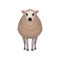 Flat vector icon of kerry sheep. Domestic animal with brown coat, black nose and circles around eyes. Livestock farming