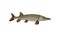 Flat vector icon of large barracuda fish. Predatory tropical fish. Sea animal. Marine biology. Underwater life theme