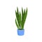 Flat vector icon of sansevieria trifasciata or snake plant in blue pot. Decorative houseplant with long bright green