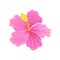 Flat vector icon of tropical hibiscus with pink petals. Beautiful blooming flower. Botany theme
