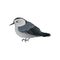 Flat vector icon of white-breasted nuthatch. Winter songbird with long beak. Small feathered creature. Ornithology theme