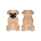 Flat vector illustration of funny pug puppy, front and back view. Small domestic dog with round head, short muzzle and