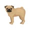 Flat vector portrait of standing pug puppy, side view. Small dog with round head, short muzzle and beige coat
