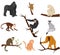 Flat vector set of 9 species of monkeys. Wild animals. Elements for promo poster or banner of zoo park. Wildlife theme