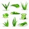 Flat vector set of bright green aloe vera leaves and pieces. Medicinal plant used in cosmetology and pharmacy. Elements