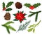 Flat vector set of Christmas plants. Holly with red berries, poinsettia, pine cones, branch of mistletoe and coniferous