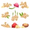 Flat vector set of ginger roots, flowers and powder. Natural and healthy food. Aromatic condiment