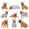 Flat vector set of gray and brown french bulldog puppies in different poses. Small breed of domestic dog. Home pet