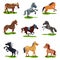 Flat vector set of horses in various poses. Hoofed animals isolated. Mammal creatures on green grass