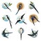 Flat vector set of martlets or barn swallows with circle shape background. Wild bird with long forked tail