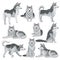 Flat vector set of Siberian husky in different poses. Adorable domestic dog with gray coat and blue shiny eyes. Home pet