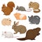 Flat vector set of various rodents. Small forest and domestic animals. Mammal creatures. Fauna and wildlife theme