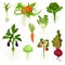Flat vector set of vegetables with roots. Healthy nutrition. Natural food. Fresh garden products. Edible plants