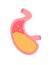 Flat vector stomach isolated on background