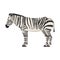 Flat zebra isolated.Vector image of african animal