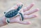 Flatback Sea Turtle: Carapace Pattern