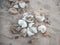 Flatback Sea Turtle Eggs on Bare Sand Island