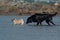 Flatcoated retriever following a pugs died in the sea