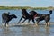 Flatcoated retriever, Rottweiler and mix dog play in the sea