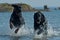 Flatcoated retriever and Rottweiler play in the sea