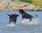 Flatcoated retriever and Rottweiler play in the sea