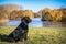 Flatcoated Retriever sitting lakeside in Autumn