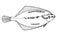 Flatfish. Hand drawn black outline vector realistic illustration