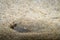 Flatfish - Pleuronectidae. Flat fish laying under the sand on the sea bottom, camouflage on the ocean floor