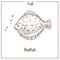 Flatfish sketch fish vector icon of flounder or plaice