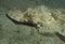 Flathead Crocodilefish - Portrait