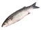Flathead Grey Mullet - Fish