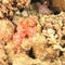 Flathead scorpionfish