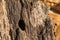 Flatheaded Hardwood Borer Beetle Exit Hole