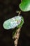 Flatid planthopper, or Moth bugs, wedge-shaped cicadas are small insects on a tree