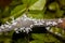 Flatid planthopper nymph, Madagascar wildlife