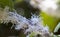 Flatid planthopper on tree