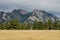 Flatiron Mountains with Pine Tree Foreground