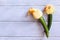 Flatlay of Baby Courgette or Zucchini Squash Blossoms