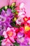 Flatlay with beautiful peruvian lily flowers