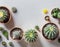 Flatlay business card or wallpaper, small cacti and succulents, soft and zen atmosphere, green decor