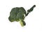 Flatlay green brocoli isolated