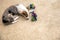 Flatlay, little cute mixed-breed puppy and dog toy rope on a brown floor