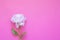 Flatlay with pink peon flowers on pink background. Copy space.