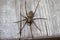 Flatly view giant house spider on wood