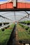 Flats of plants under warmth of greenhouse