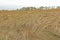 Flattened Prairie Grass After the Winter Snow is Gone